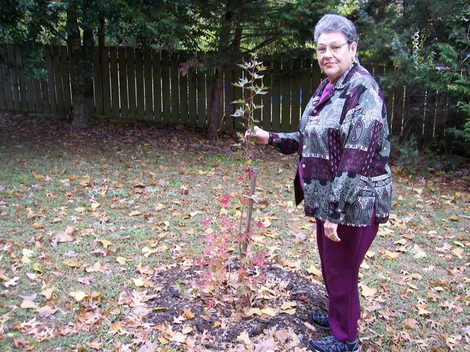 Sue Mohr planting a Fire Dragon Shantung maple before the historic freeze.