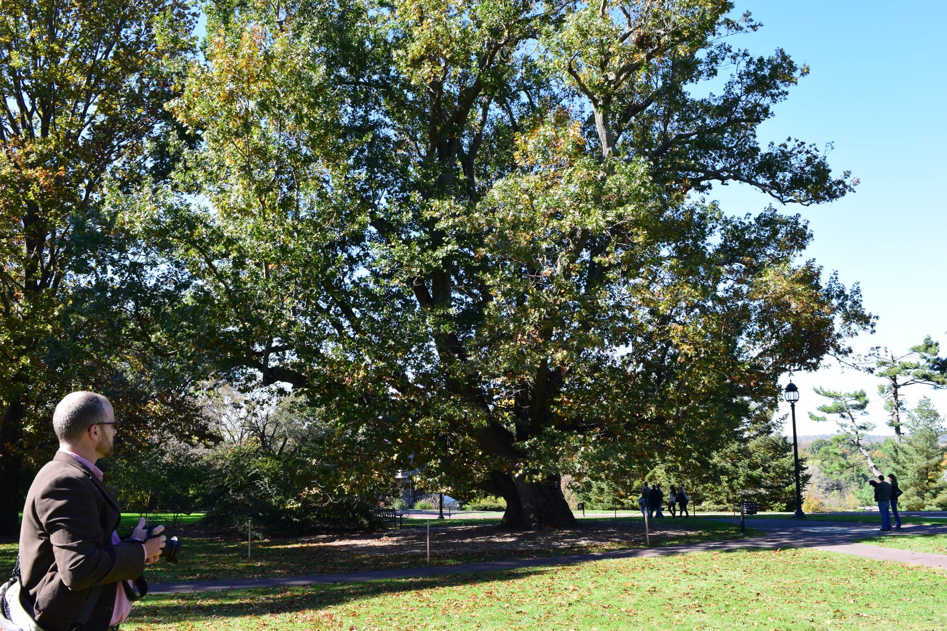 Dr. Richard Olsen and Shantung at Morris Arboretum.  Acer truncatum maple at 100 years old.