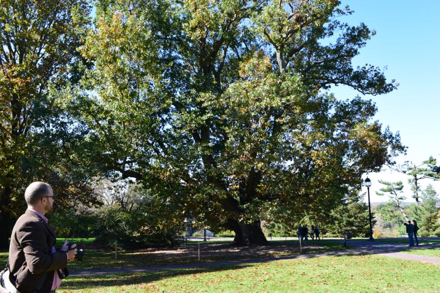 Acer truncatum, common name Shandong or Shantung maple at Morris Arboretum.