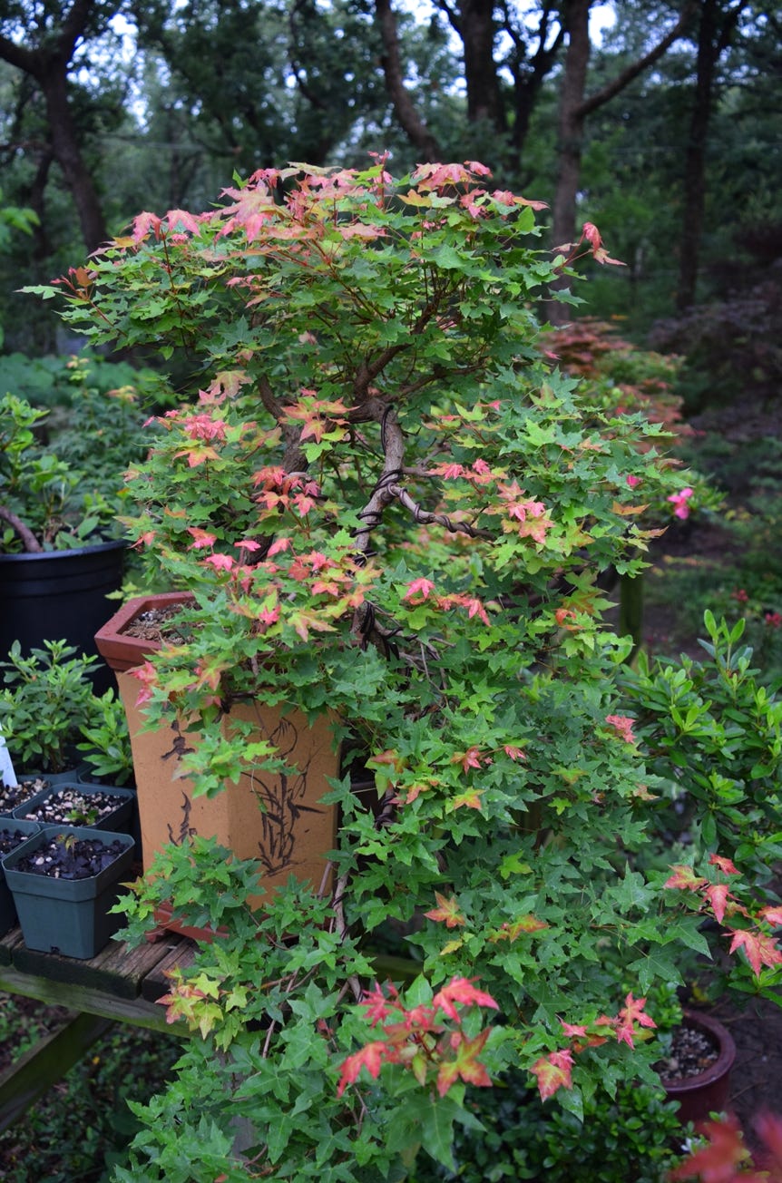 Acer truncatum 'Baby Dragon' TM Shandong or Shantung maple is cascade training for just a few years.
