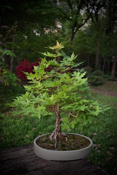 Acer truncatum, Shandong or Shantung in bonsai training.  A dwarf, 14 years old.
