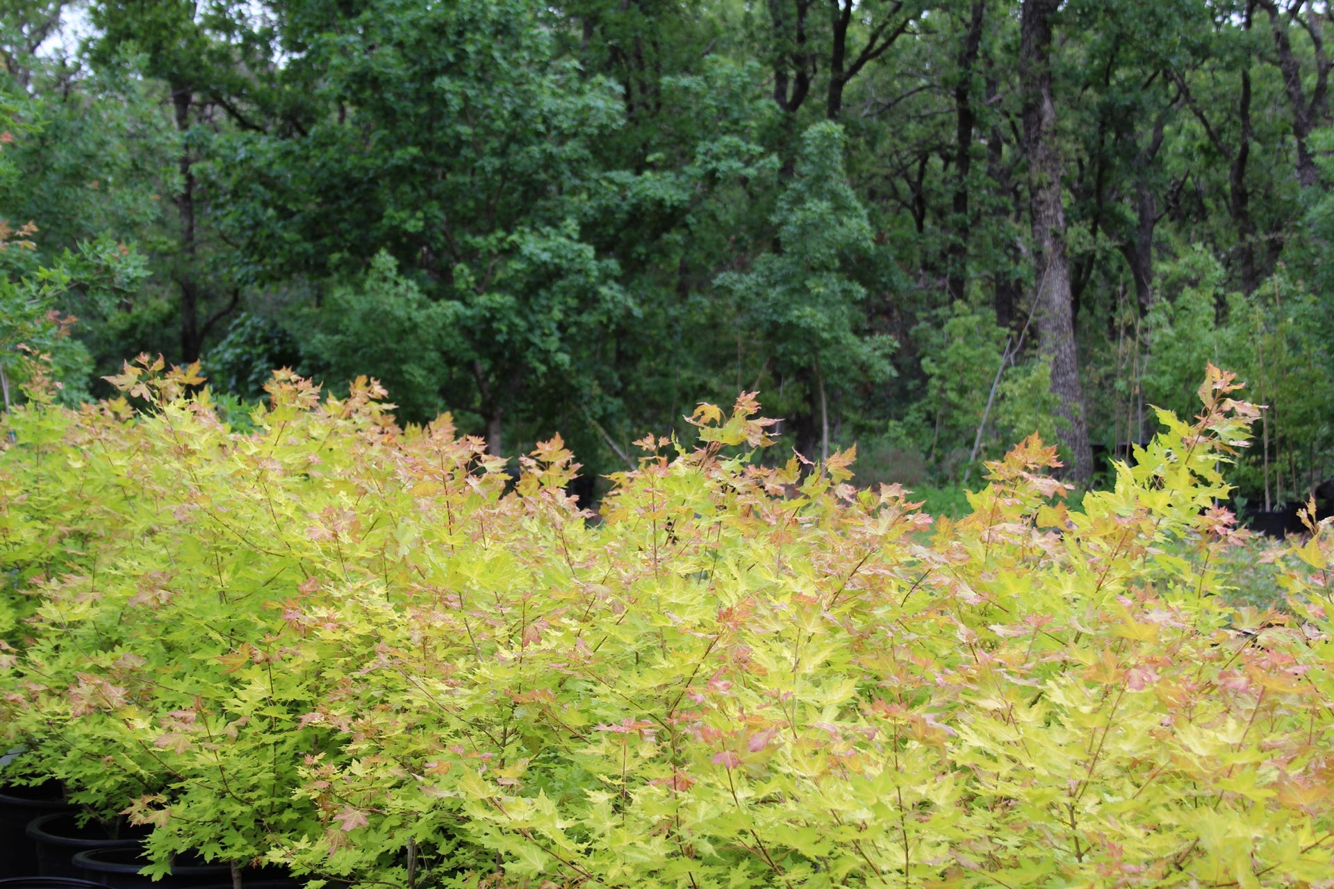Acer trunctum Super Dragon at Metro Maples, May 2013. A bright yellow leaf Shantung, or Shandong maple.