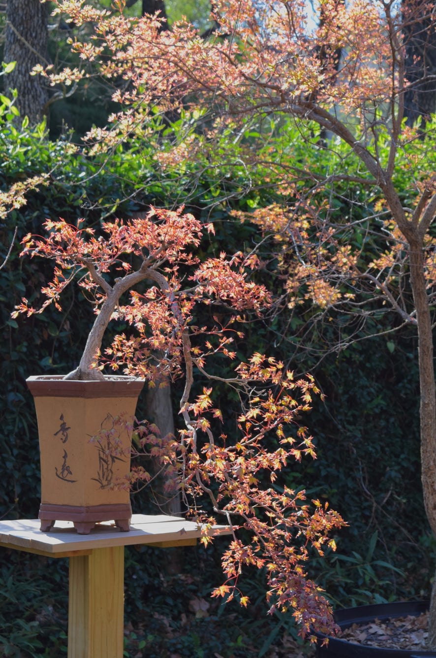 Acer truncatum Baby Dragon dwarf Shantung maple.  Shandong maple bonsai.