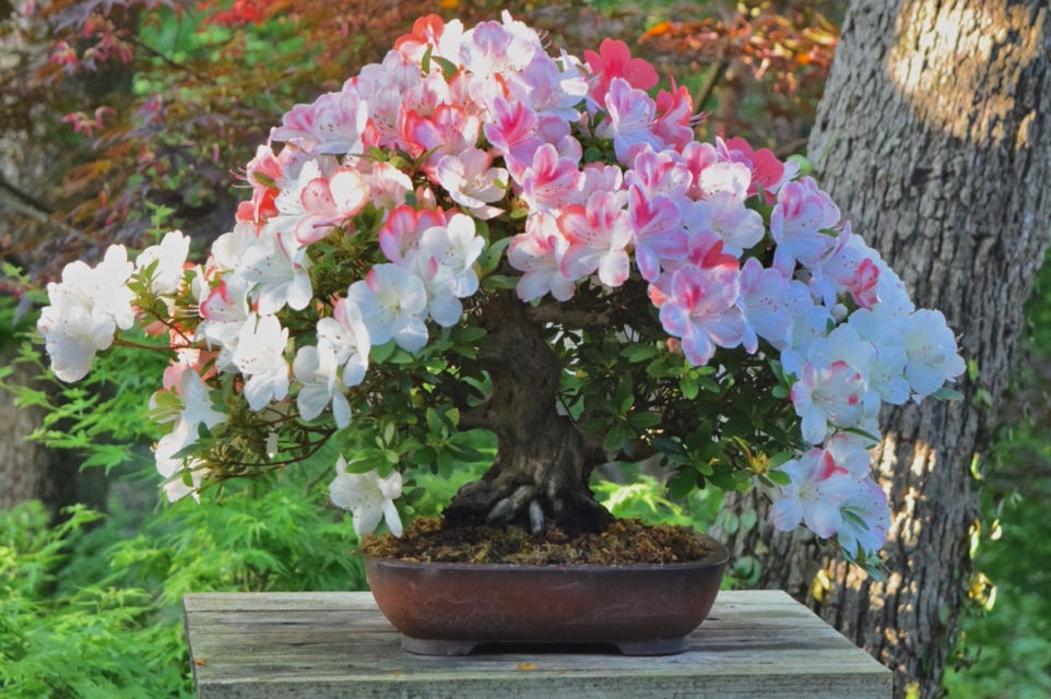 Azalea Kogetsu flowering bonsai in the Dragon Lair Shantung maple